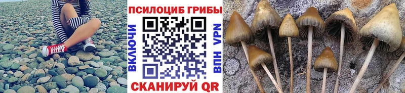 Купить закладки  Пестово  Галлюциногенные грибы MAGIC MUSHROOMS 